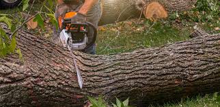 How Our Tree Care Process Works  in  Mineral Point, WI