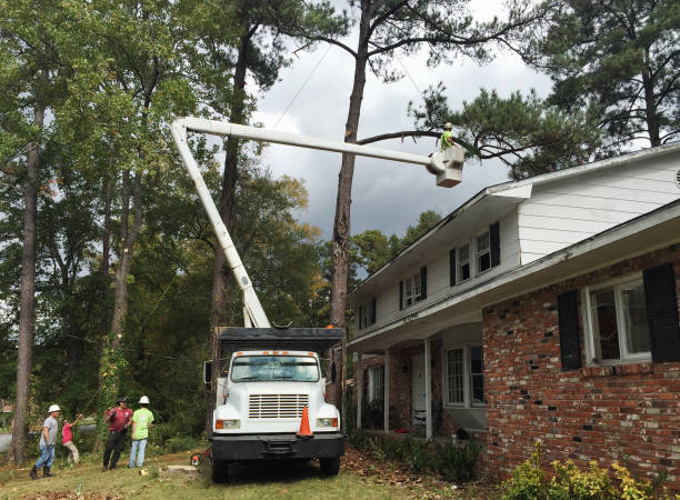  Mineral Point, WI Tree Services Pros