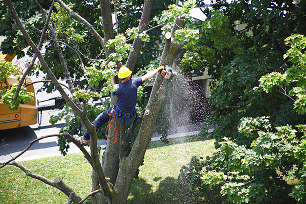 Lawn Pest Prevention in Mineral Point, WI